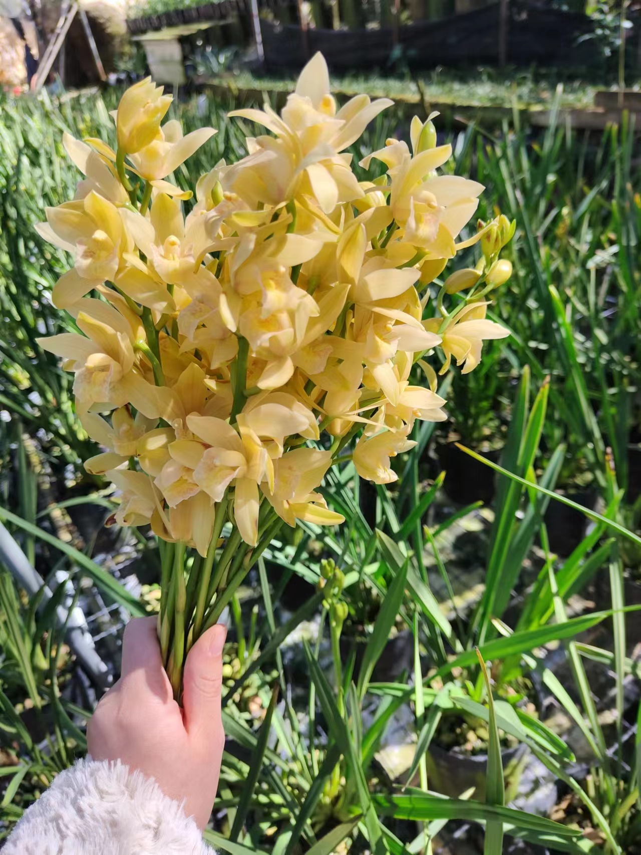 素芭蕾素箭墨兰花香浓郁花卉盆栽绿植易成活老爸的花圃专注自家-封面