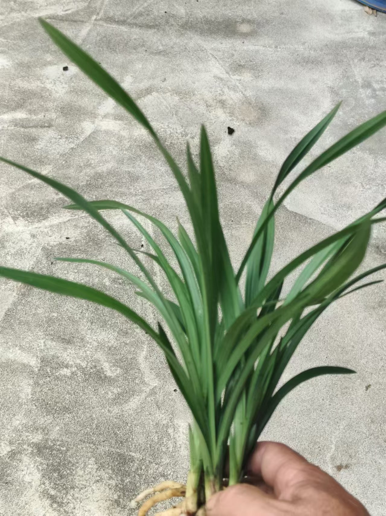 【剩手国兰】春兰，九仙牡丹,鲜花速递/花卉仿真/绿植园艺,国兰/杂交兰/洋兰类,淘宝优惠券,粉丝福利购,淘宝优惠卷