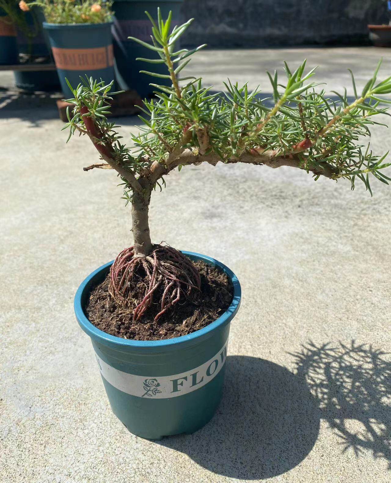 玫红老庄重瓣太阳花多宿根植物绿植花卉盆栽多年生长四季开花带根