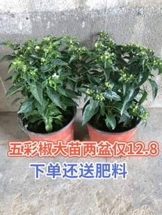 五彩椒盆栽带花发货五彩椒树苗庭院阳台盆栽朝天椒五彩椒可食用