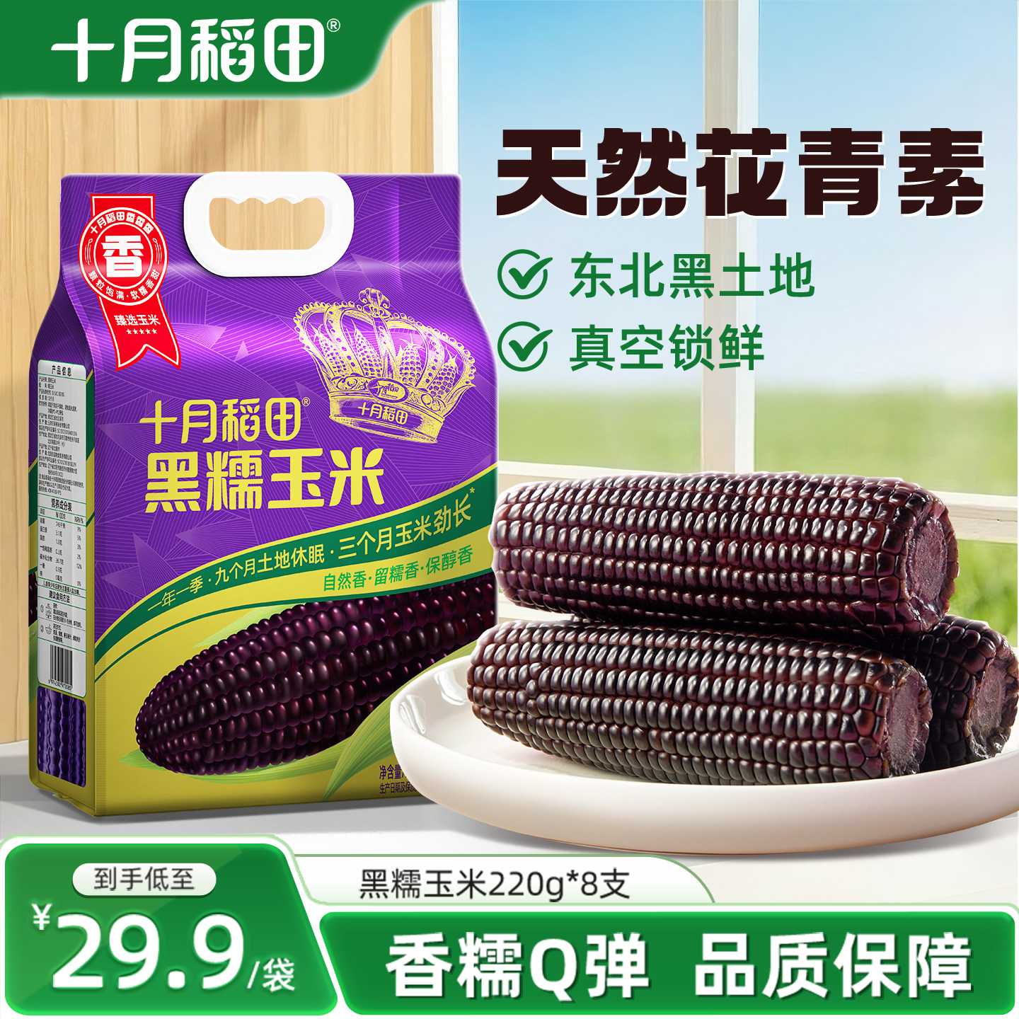 十月稻田东北黑玉米苞谷软糯甘甜大棒花青素清香真空新鲜食品早餐