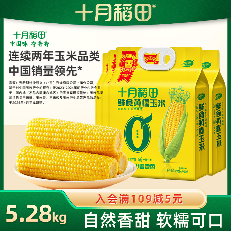 十月稻田黄糯玉米大棒苞米
