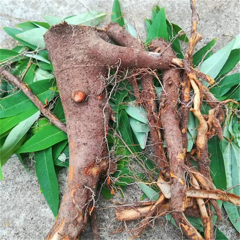 包邮江西土特产新鲜木姜子果根木江子新鲜山胡椒晒干山苍子籽根