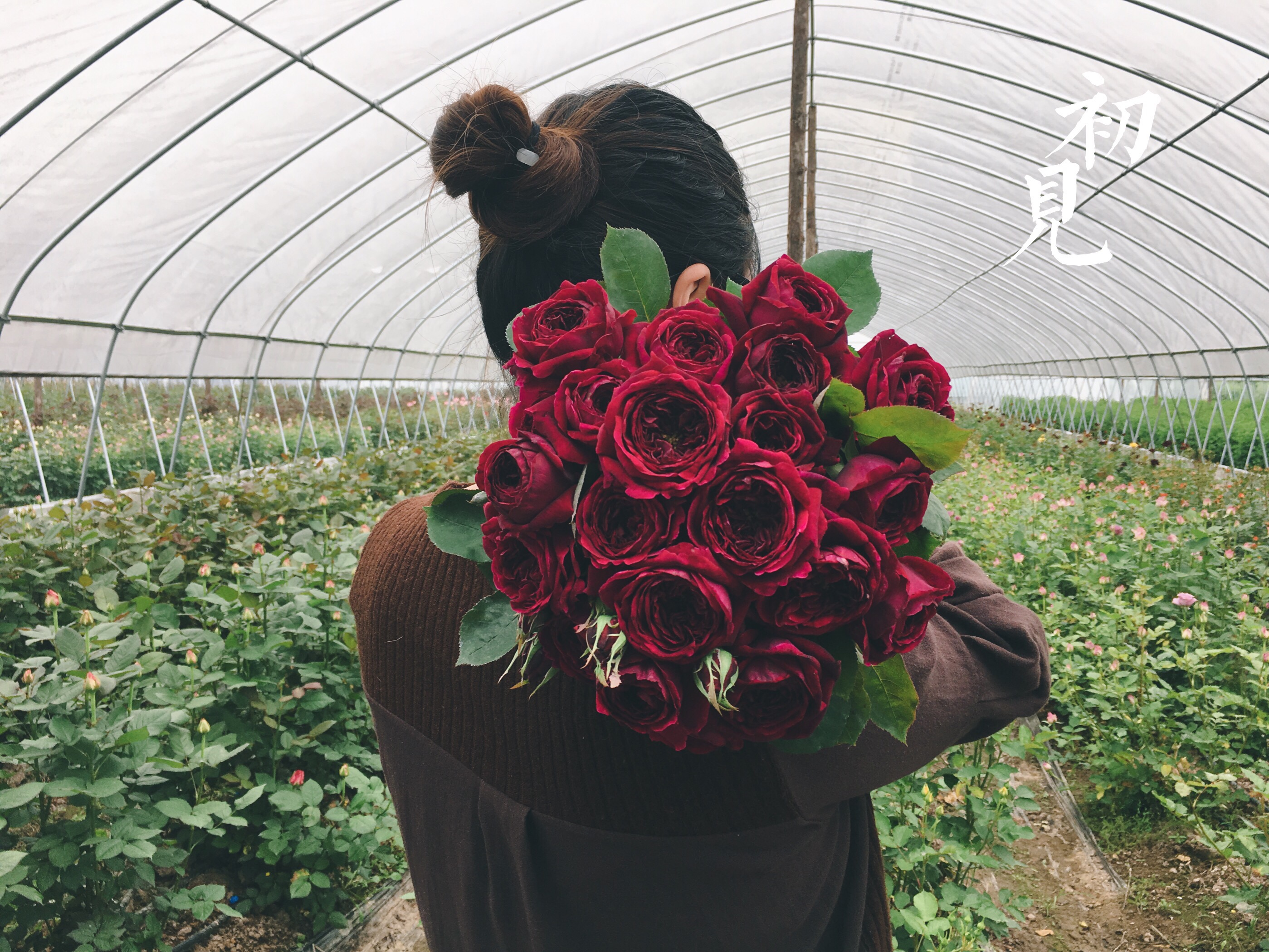 深紫色盆栽初见玫瑰美观四季喜阳