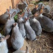 散养纯种大型新西兰大白兔种兔家养食用青紫蓝肉兔活体成年大兔子