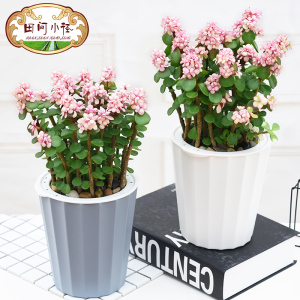 金枝玉叶花卉盆栽室内