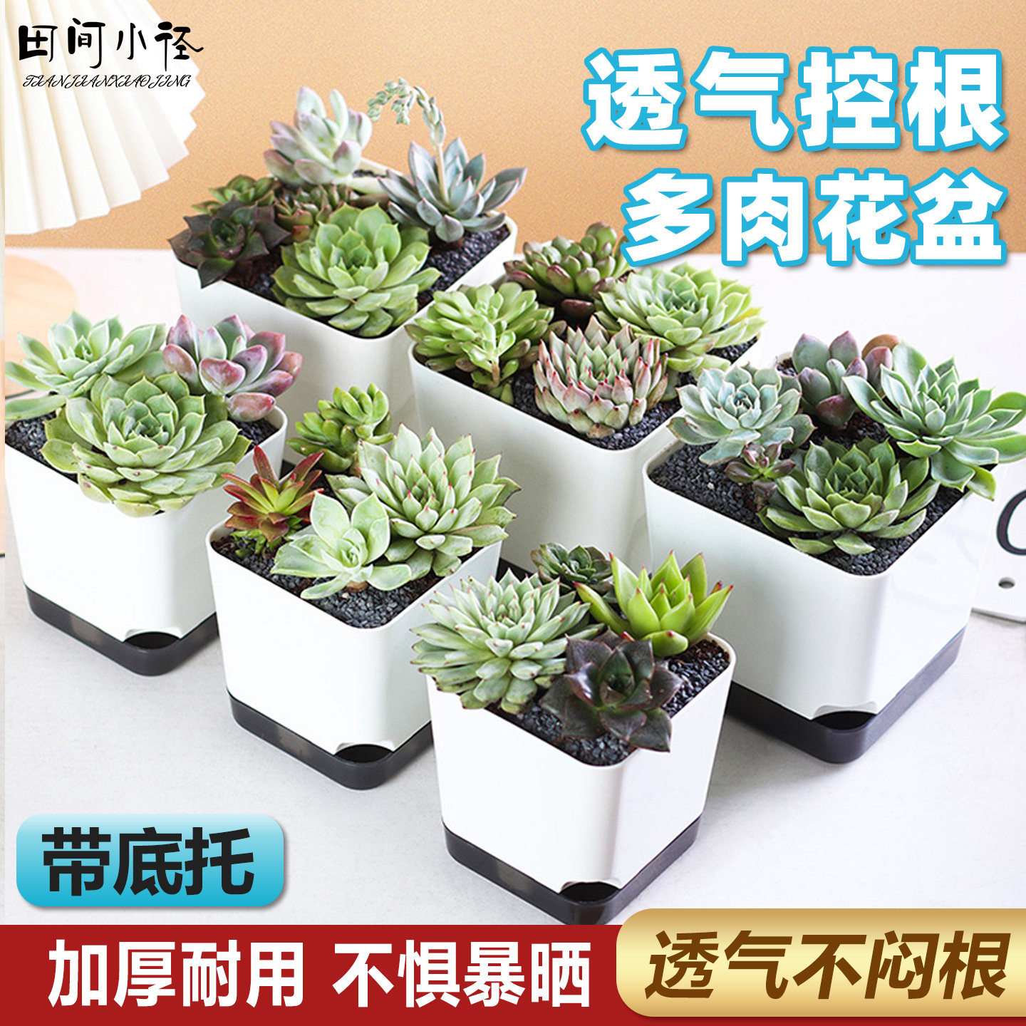 多肉花盆大口径花盆小号塑料盆带底托玉露加厚透气植物专用控根盆