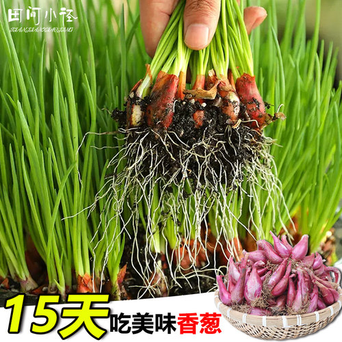 香葱种子四季种植红葱头