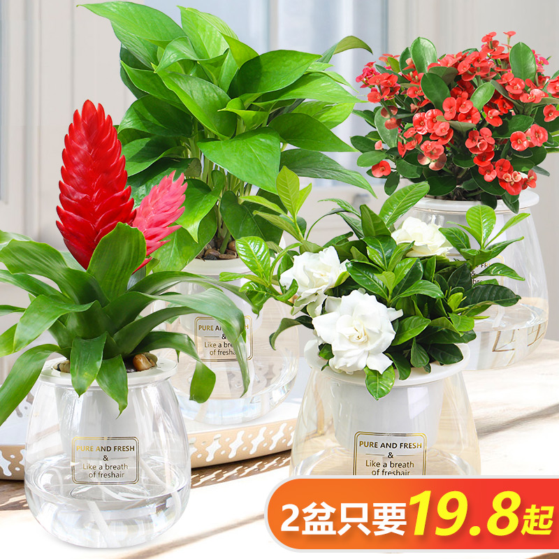 绿萝吊兰盆栽花卉客厅室内观叶自吸水懒人水培植物办公?#34915;?#26893;盆景
