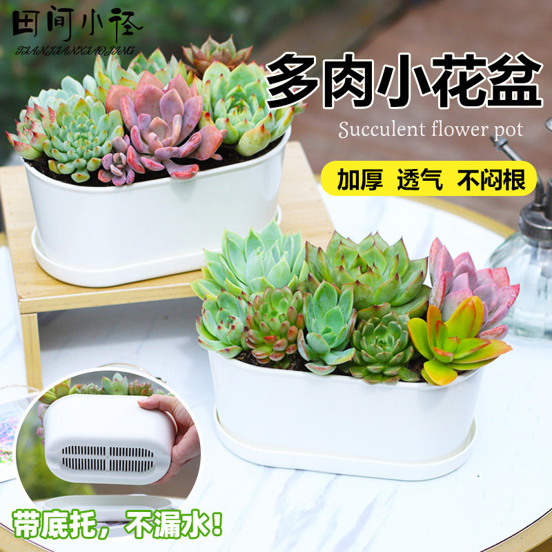 多肉花盆塑料盆大口径多肉盆栽透气个性创意桌面大小号多肉专用盆