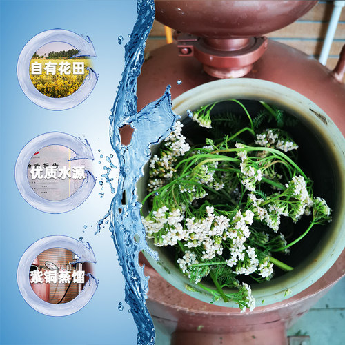 素尔西洋蓍草鲜花代客蒸馏500ml纯露 紫铜饱和蒸馏 满包邮