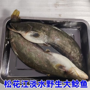 东北松花江大鲶鱼一条大约1斤以上一份5斤顺丰发货