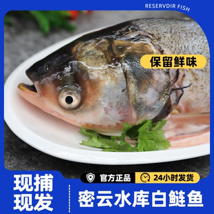 密云本地开河新鲜白鲢鱼淡水鱼肉质鲜美大头鱼整条