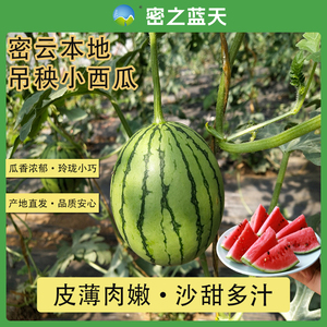 密之蓝天密云本地农家生态种植薄皮小西瓜3斤沙甜多汁皮薄肉厚