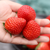 密云本地头茬红颜草莓新鲜水果现摘发货400gX3盒礼盒装 自然熟