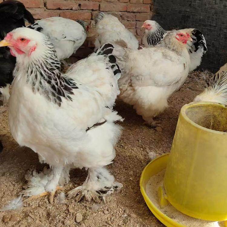 宠物婆罗门鸡2只一斤整鸡选公母新鲜包邮包活欧洲巨型鸡精品珍禽,水产肉类/新鲜蔬果/熟食,整鸡/整鸡制品,淘宝优惠券,粉丝福利购,淘宝优惠卷