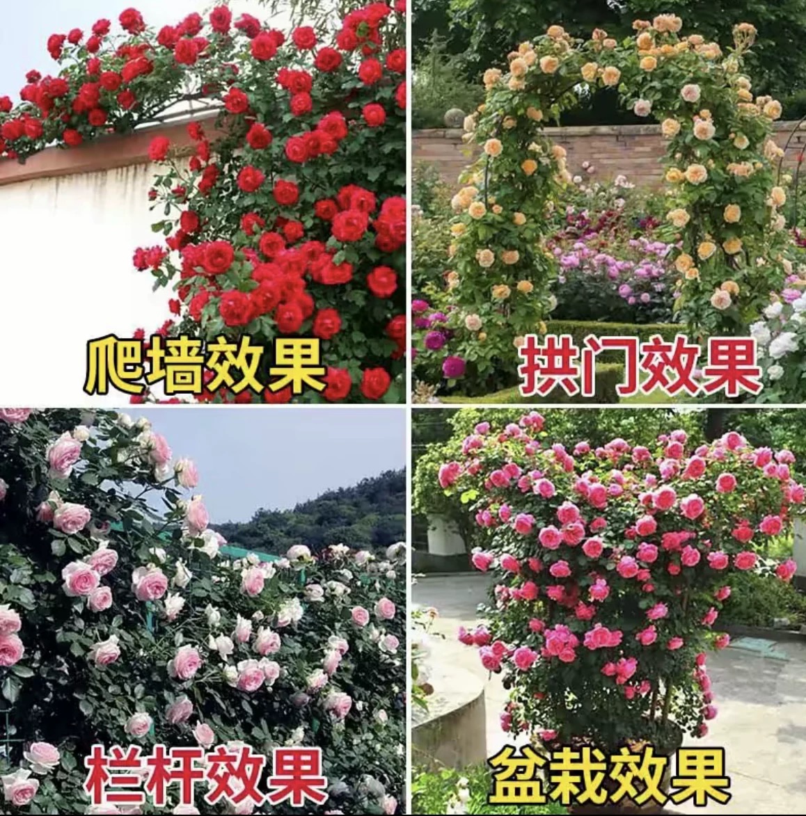 蔷薇花苗藤本月季大花爬藤绿植物四季开花卉阳台攀援玫瑰盆栽小苗