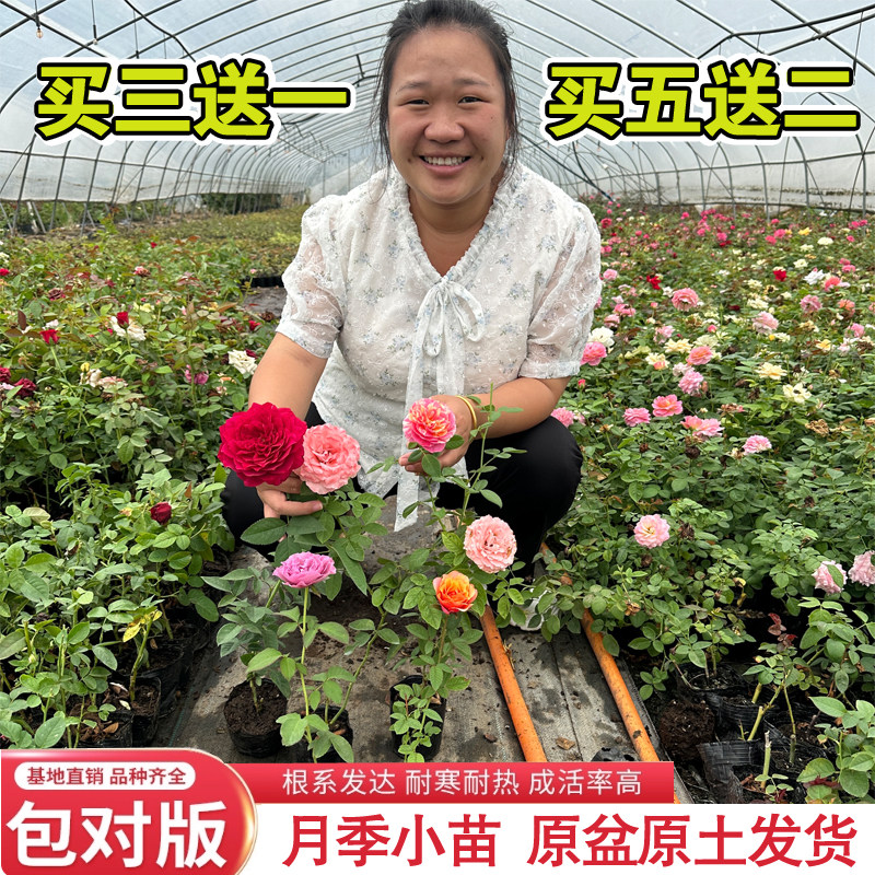 月季花苗小苗阳台盆栽大花玫瑰蔷薇花苗爬藤灌木植物多季开花好养