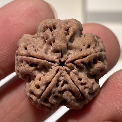 金刚菩提籽尼泊尔大金刚菩提籽