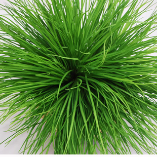 仿真韭菜秧苗草绿植水草韭菜细叶塑料草装饰仿真湿地植物麦冬