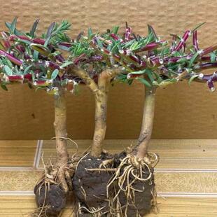 重瓣太阳花老桩牡丹玫红王花苗盆栽植物多年生宿根大花带根