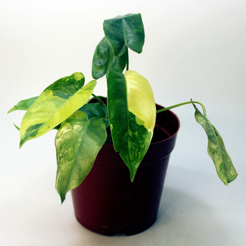 包邮伯乐蔓绿绒热带雨林