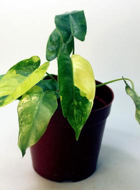 包邮伯乐蔓绿绒锦Philodendron Burle Marx Albo热带雨林观叶植物