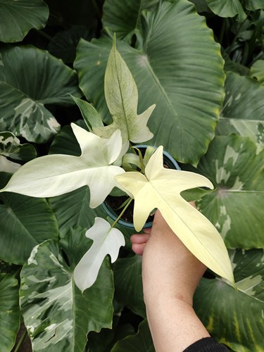 白色叶片幽灵蔓绿绒室内绿植