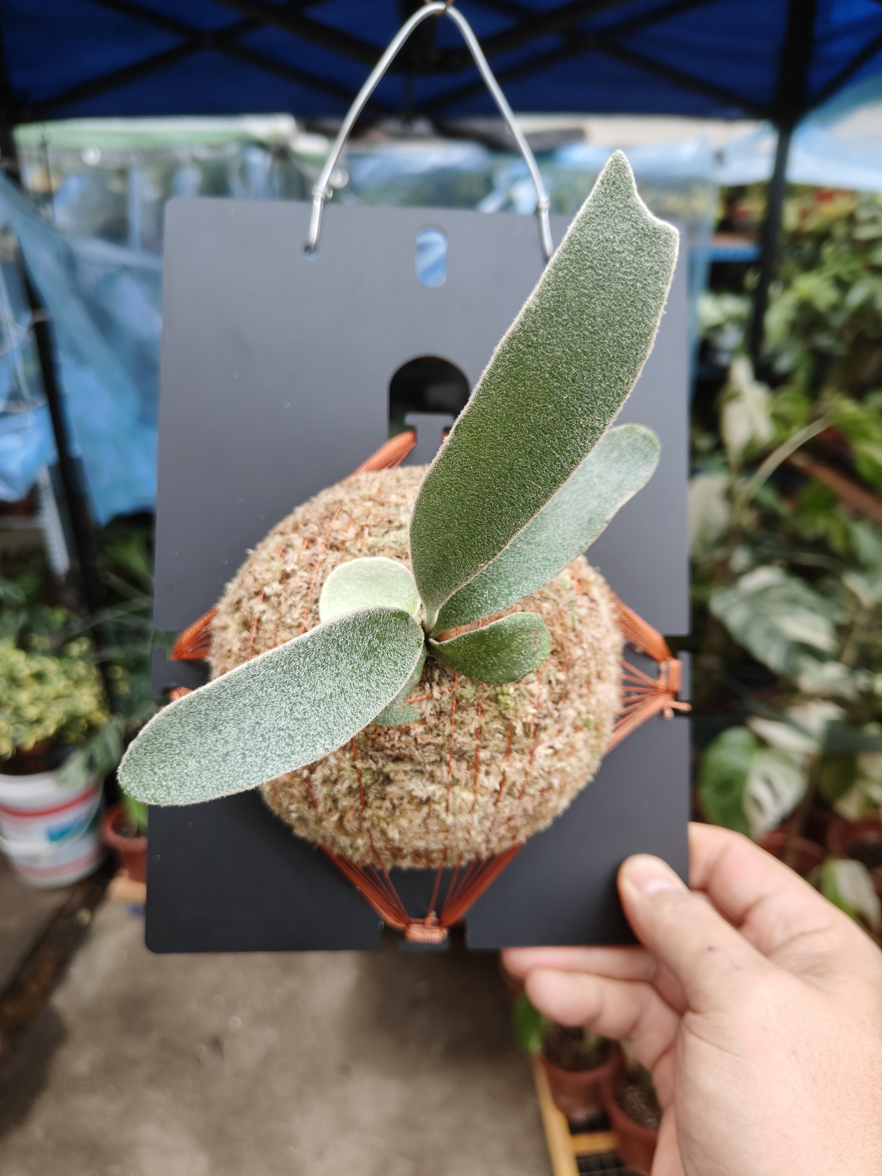 包邮纯种野银鹿角蕨室内绿植观赏植物壁挂室内客厅装饰野银上板图片