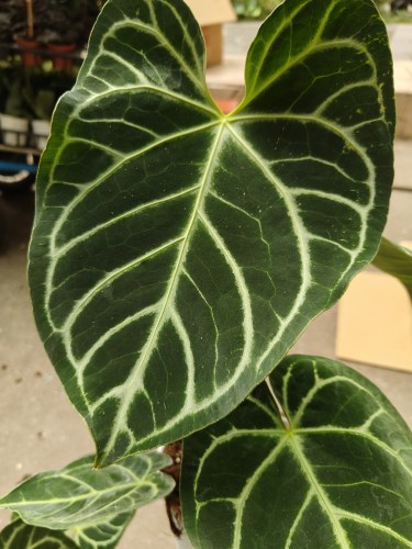包邮帝王杂花烛大叶室内懒人植物桌面摆放阳台花卉热植简单好养
