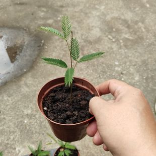 包邮密叶猴耳环害羞猴中式庭院耐阴室内绿植网红小盆栽观赏植物