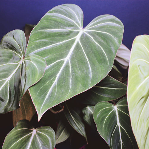 明脉蔓绿绒室内绿植观赏植物