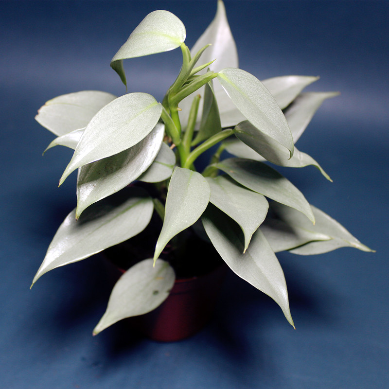 哈斯塔姆蔓绿绒室内美观大叶片