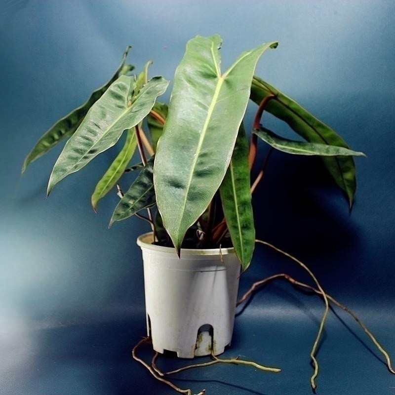 包邮橙柄蔓绿绒室内绿植观赏植物客厅大叶片办公室桌面可水培耐阴,鲜花速递/花卉仿真/绿植园艺,绿植,淘宝优惠券,粉丝福利购,淘宝优惠卷