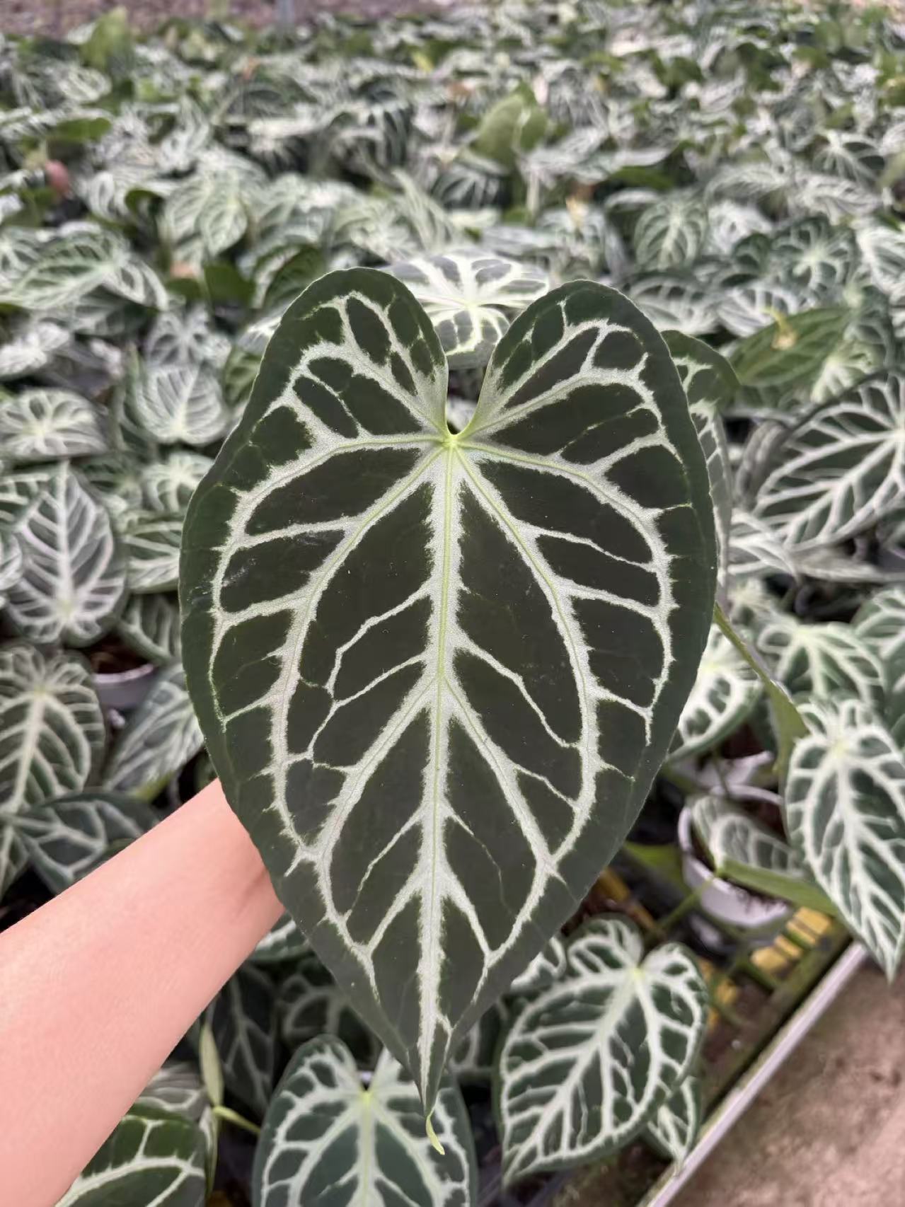 包邮克莱恩粗脉水晶花烛帝王图片