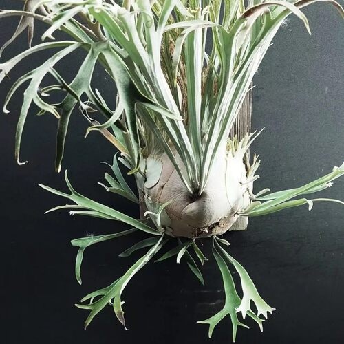 包邮王姿婷鹿角蕨hfg高手指室内绿植观赏植物阳台花卉客厅悬挂