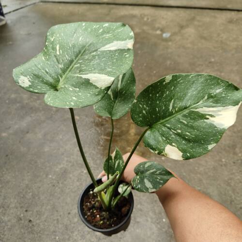 包邮洒金龟背竹小苗室内绿植观赏花卉阳台植物客厅办公室盆栽