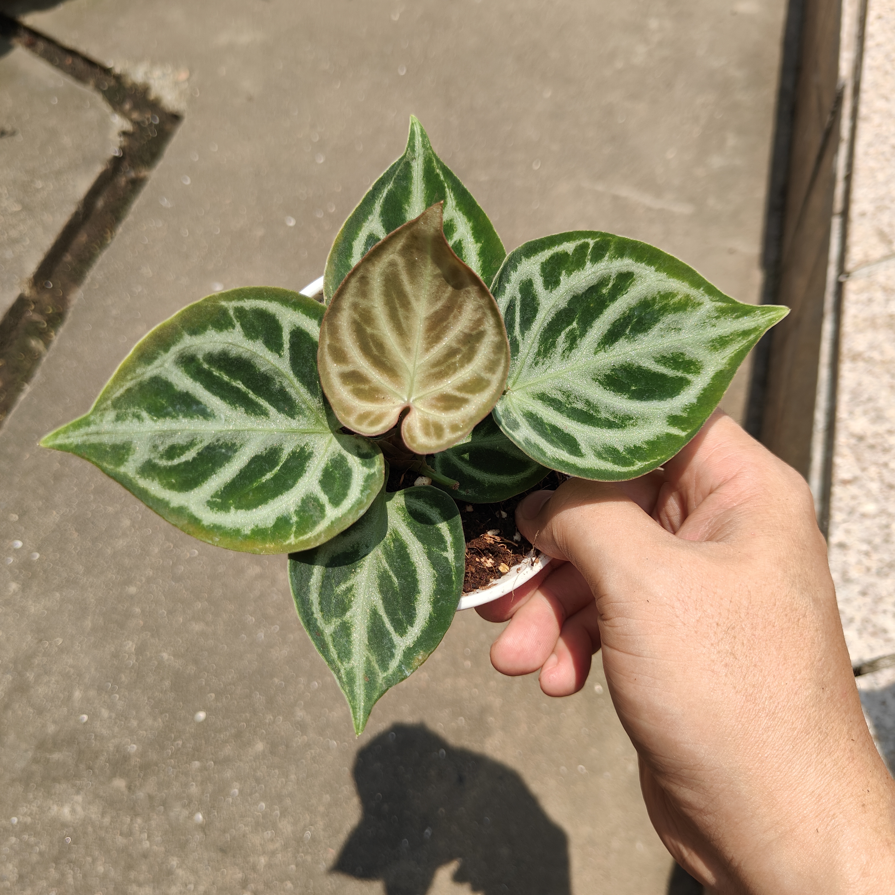 包邮 铜锣烧花烛银刷字 观赏植物阳台花卉室内绿植热植一物一拍