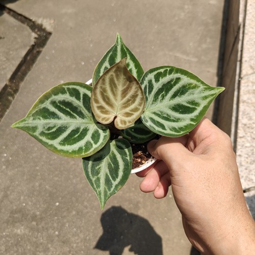 包邮 铜锣烧花烛银刷字 观赏植物阳台花卉室内绿植热植一物一拍