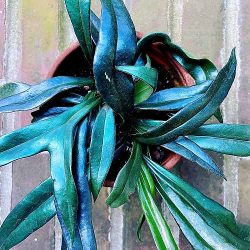 包邮反光蓝蕨 泰国反蓝光蕨 泰蓝星蕨  进口室内绿植盆栽 热植ins