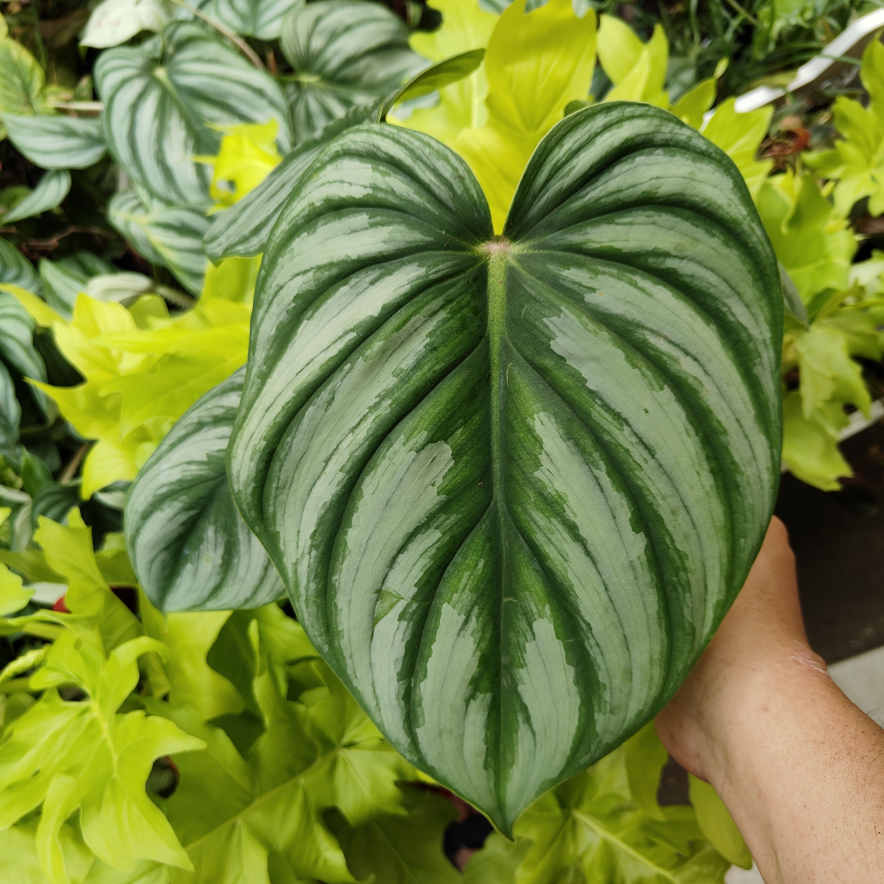 西瓜碧浪蔓绿绒室内绿植观赏植物图片