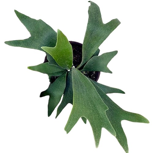 包邮二歧鹿角蕨蕨类室内绿植观赏植物耐阴好养壁挂室内客厅装饰