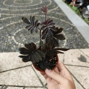 厄瓜多尔雨林茄紫爬藤盆栽小型藤蔓热带植物造景雨林缸暗黑色紫茄