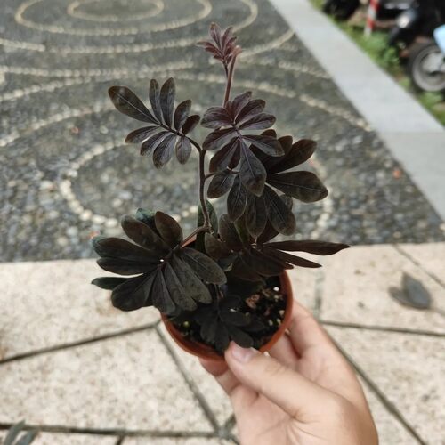 厄瓜多尔雨林茄紫爬藤盆栽小型藤蔓热带植物造景雨林缸暗黑色紫茄