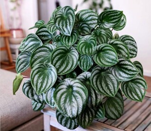 麒麟瓜西瓜皮椒草盆栽 北欧绿植桌面小植物室内吸甲醛网红ins植物