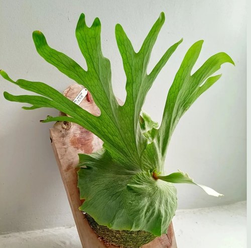 女王鹿角蕨板植壁挂植物装饰挂板ins网红diy墙挂遮丑森系新奇绿植