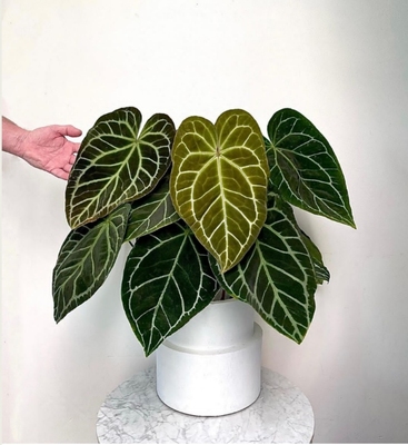 克莱恩水晶花烛ins热植盆栽铜锣烧哥伦比亚心形叶片进口植物