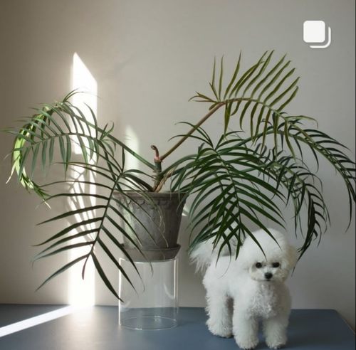 鱼骨蔓绿绒PhilodendronTortum净化空气客厅阳台新奇爬藤植物盆栽