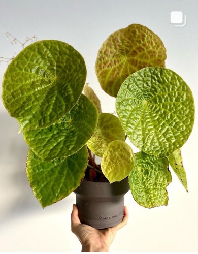 福寿秋海棠圆形叶可爱福禄秋海棠 ins风室内绿植盆栽办公桌植物