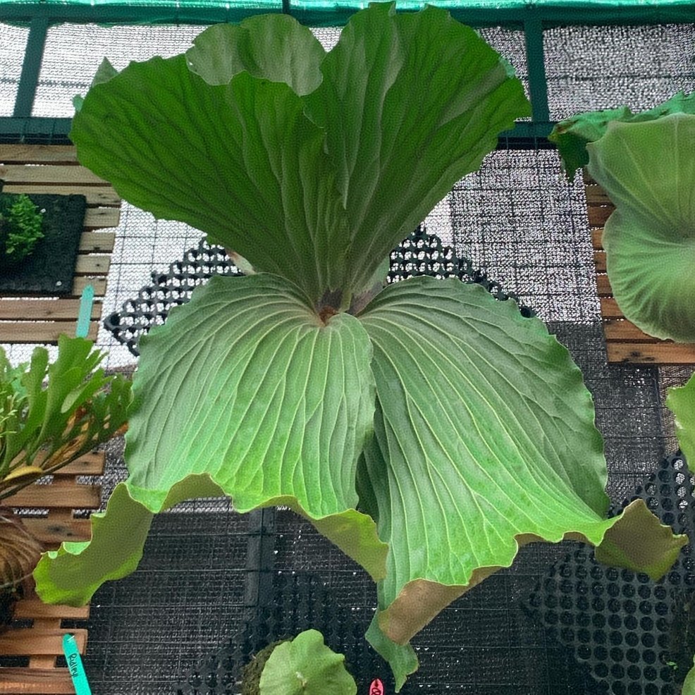 象耳鹿角蕨女王猴脑荷兰鹿角蕨二岐皇冠网红室内稀有蕨类植物耐阴